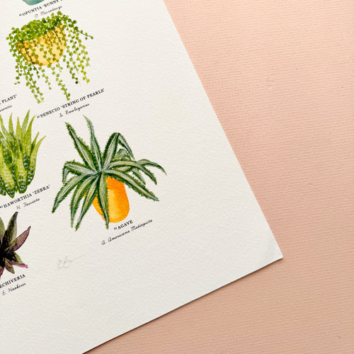 *SECOND* Super Seconds Festival - Cacti & Succulents Illustrated Giclée Print - 30x40cm