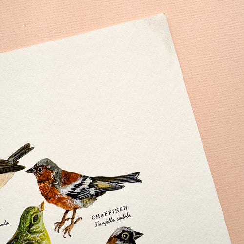 *SECOND* Super Seconds Festival - British Garden Birds Illustrated Giclée Print - 30x40cm