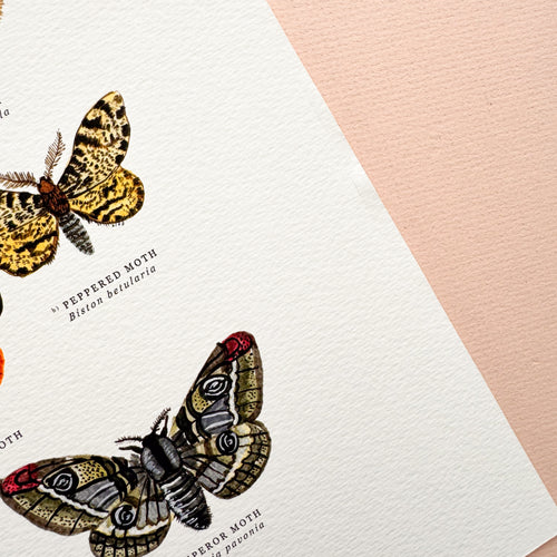 *SECOND* Super Seconds Festival - British Moths Illustrated Giclée Print - 30x40cm
