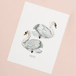 Swan Illustrated Giclée Print - 18 x 24 cm
