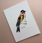 *SECOND* Super Seconds Festival - Goldfinch Illustrated Giclée Print -18 x 24 cm