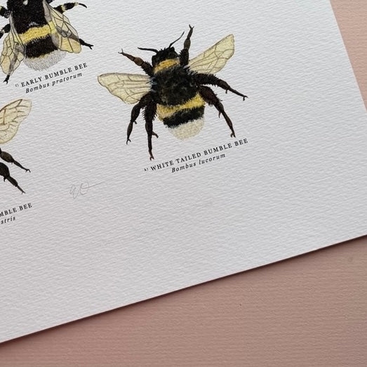 *SECOND* Super Seconds Festival - British Bees Giclee Print - 30x40cm