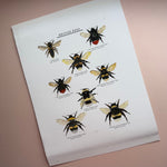*DAMAGED SECOND* Super Seconds Festival - British Bees Giclee Print - 30x40cm