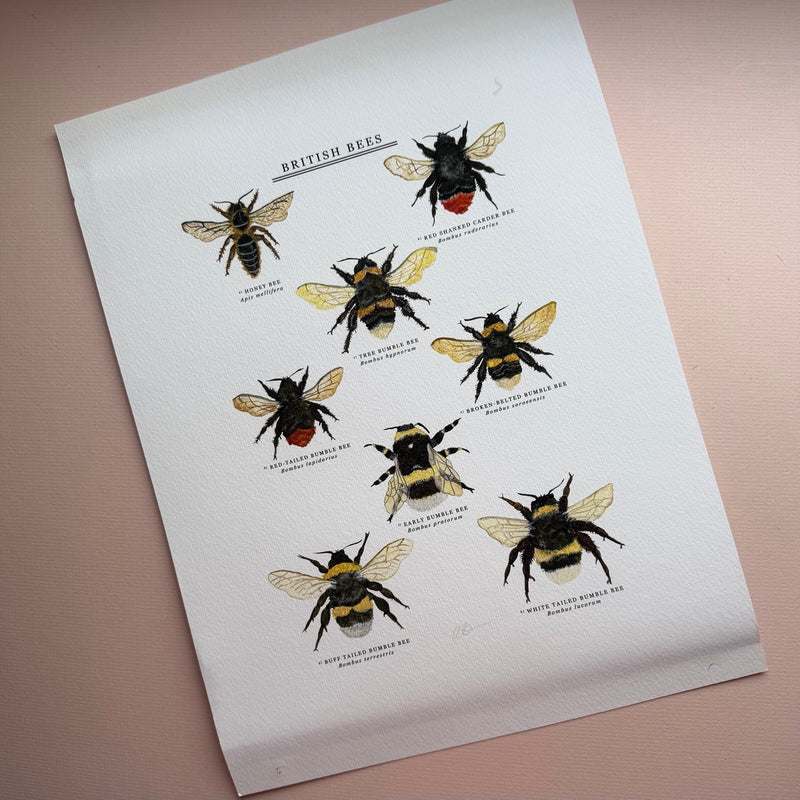*DAMAGED SECOND* Super Seconds Festival - British Bees Giclee Print - 30x40cm
