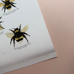 *DAMAGED SECOND* Super Seconds Festival - British Bees Giclee Print - 30x40cm