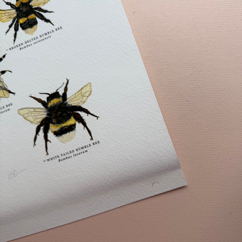 *DAMAGED SECOND* Super Seconds Festival - British Bees Giclee Print - 30x40cm