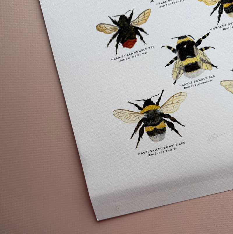 *DAMAGED SECOND* Super Seconds Festival - British Bees Giclee Print - 30x40cm