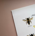 *DAMAGED SECOND* Super Seconds Festival - British Bees Giclee Print - 30x40cm