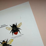 *DAMAGED SECOND* Super Seconds Festival - British Bees Giclee Print - 30x40cm