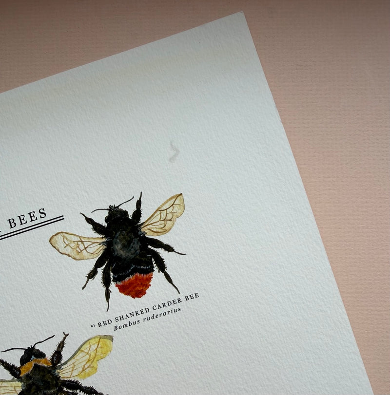*DAMAGED SECOND* Super Seconds Festival - British Bees Giclee Print - 30x40cm