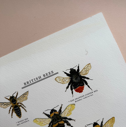 *DAMAGED SECOND* Super Seconds Festival - British Bees Giclee Print - 30x40cm