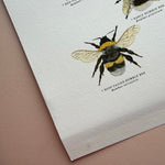 *DAMAGED SECOND* Super Seconds Festival - British Bees Giclee Print - 30x40cm