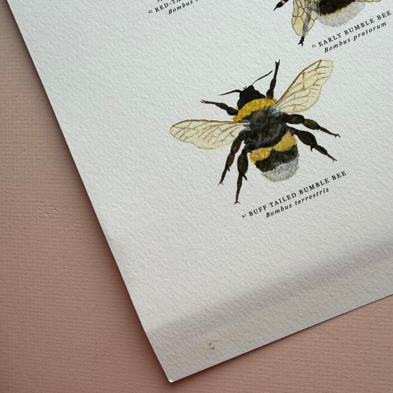*DAMAGED SECOND* Super Seconds Festival - British Bees Giclee Print - 30x40cm