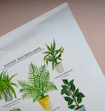*SECOND* Super Seconds Festival - Potted House Plants Giclee Print - 30 x 40 cm