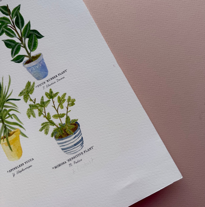 *SECOND* Super Seconds Festival - Potted House Plants Giclee Print - 30 x 40 cm