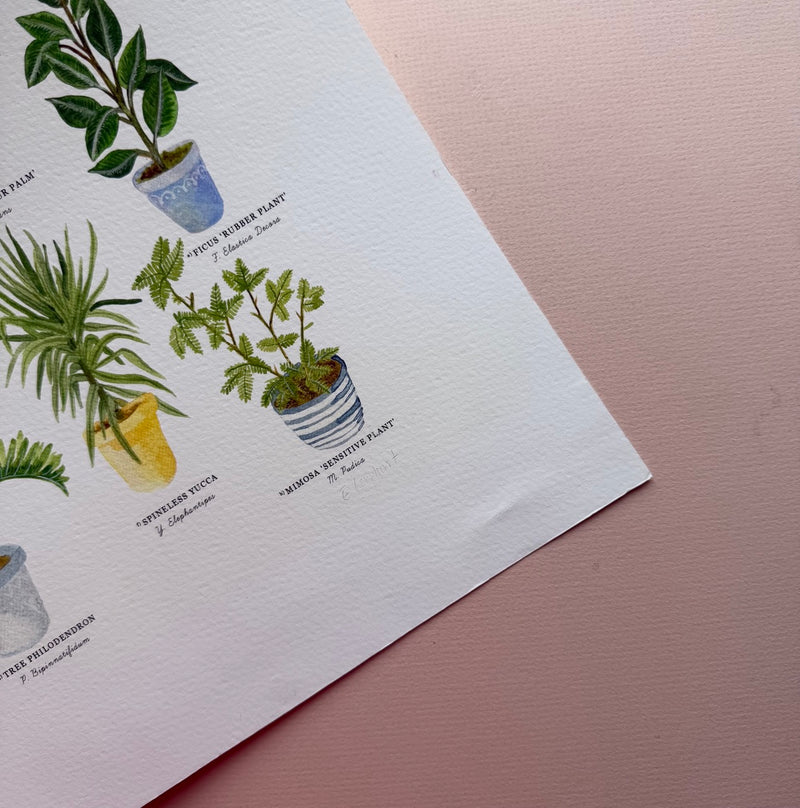 *SECOND* Super Seconds Festival - Potted House Plants Giclee Print - 30 x 40 cm