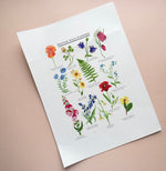 *SECOND* Super Seconds Festival - British Wild Flowers Giclée Print - 30x40cm