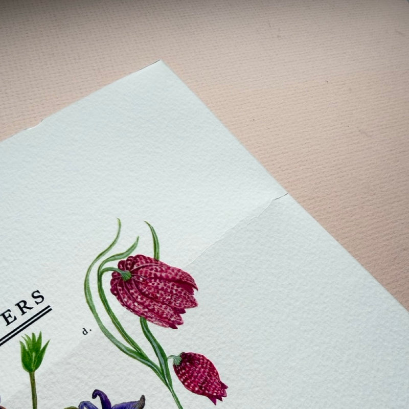 *SECOND* Super Seconds Festival - British Wild Flowers Giclée Print - 30x40cm
