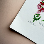 *SECOND* Super Seconds Festival - British Wild Flowers Giclée Print - 30x40cm