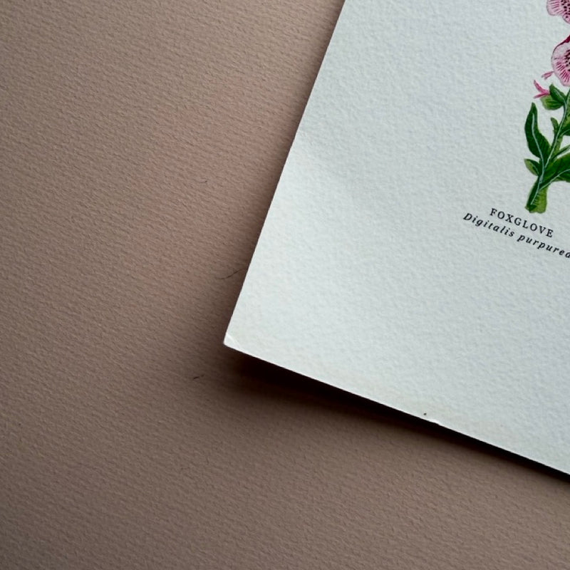 *SECOND* Super Seconds Festival - British Wild Flowers Giclée Print - 30x40cm