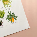 *SECOND* Super Seconds Festival - Cacti & Succulents Illustrated Giclée Print - 30x40cm