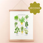 *SECOND* Super Seconds Festival - Potted House Plants Giclee Print - 30 x 40 cm