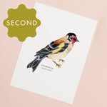 *SECOND* Super Seconds Festival - Goldfinch Illustrated Giclée Print -18 x 24 cm