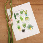 *SALE* Super Seconds Festival - Cacti & Succulents Illustrated Giclée Print - 30x40cm