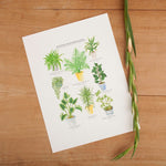 *SALE* Super Seconds Festival - Potted House Plants Giclee Print - 30 x 40 cm