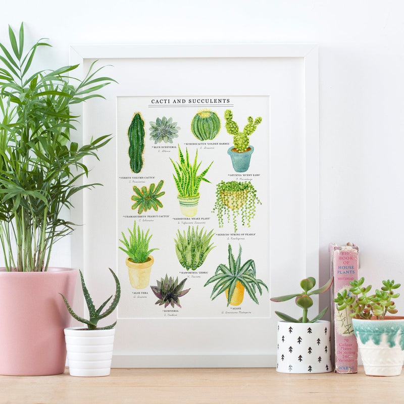 *SECOND* Super Seconds Festival - Cacti & Succulents Illustrated Giclée Print - 30x40cm