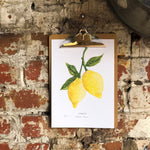 *SALE* Super Seconds Festival - Lemons Illustrated Digital Print - A4