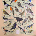 British Birds 1000 Piece Jigsaw Puzzle