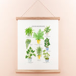 Potted House Plants Giclee Print - 30 x 40 cm
