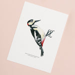 Great Spotted Woodpecker Illustrated Giclée Print - 18 x 24 cm