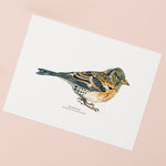 Brambling Bird Illustrated Giclée Print - 18 x 24 cm