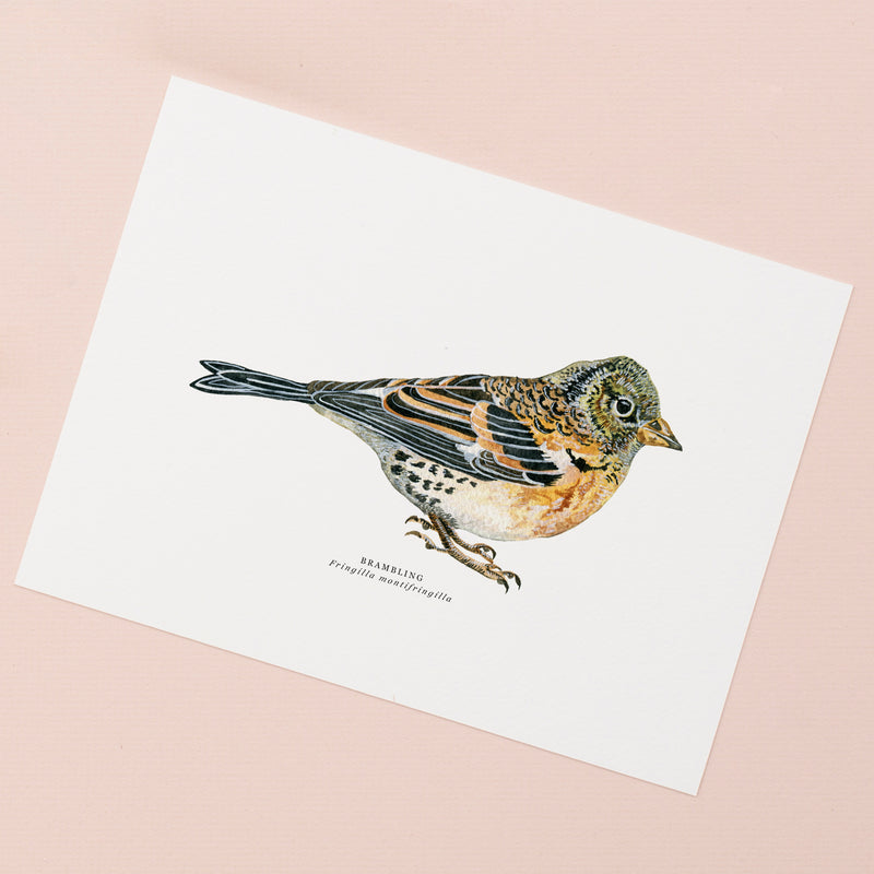 Brambling Bird Illustrated Giclée Print - 18 x 24 cm