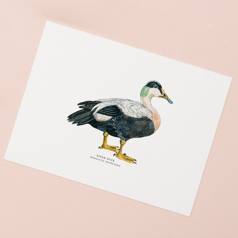 Eider Duck Illustrated Giclée Print - 18 x 24 cm