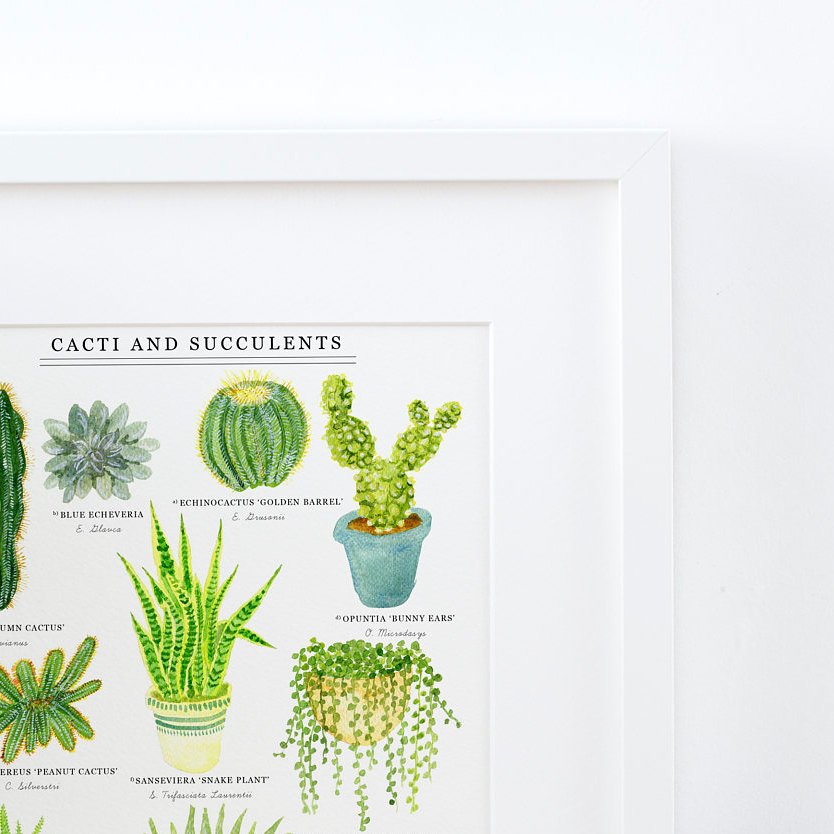 cacti succulents poster Cacti & Succulents Illustrated Giclée Print