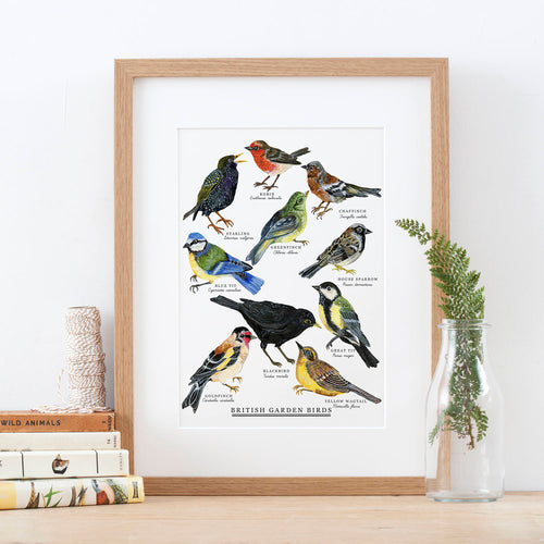British Garden Birds Giclée Print - 30x40 cm