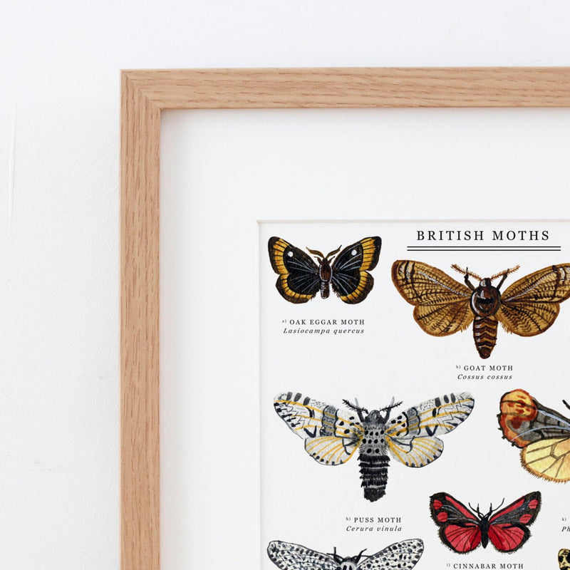 British Moths  Illustrated Giclée Print - 30x40 cm