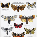British Moths  Illustrated Giclée Print - 30x40 cm