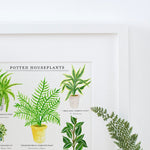 Potted House Plants Giclee Print - 30 x 40 cm