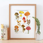 Mushrooms & Toadstools Giclee Print - 30x40cm