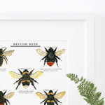 British Bees Giclee Print - 30x40cm