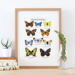 British Butterflies Giclée Print - 30 x 40 cm