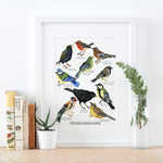 British Garden Birds Giclée Print - 30x40 cm