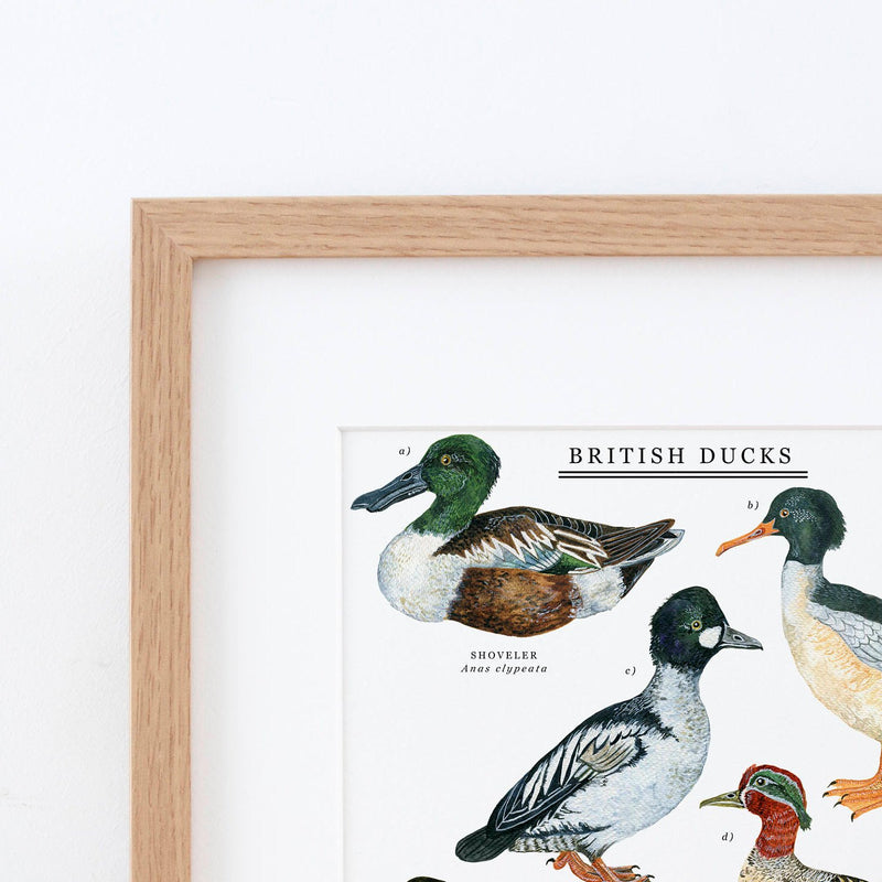 British Duck Giclée Print - 30x40cm
