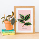 Rubber Fig Plant Illustrated Digital Print - A4