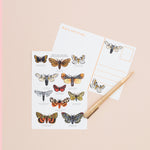 British Moths A6 Postcard