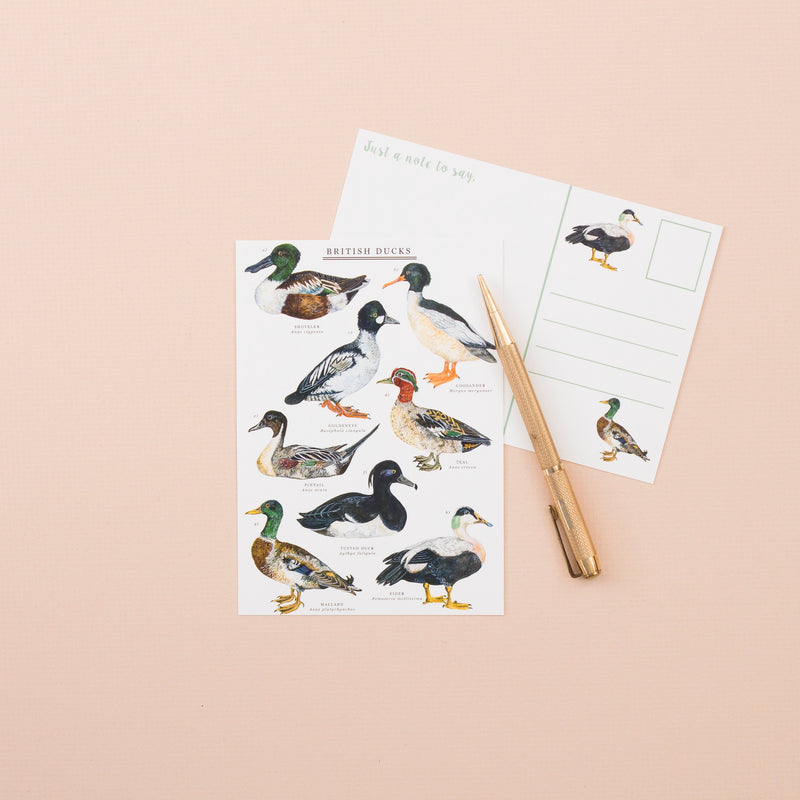 British Ducks A6 Postcard